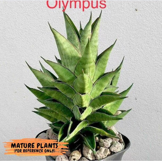 Sansevieria Olympus (#AC16) | Imported Snake plant | 2" Planter