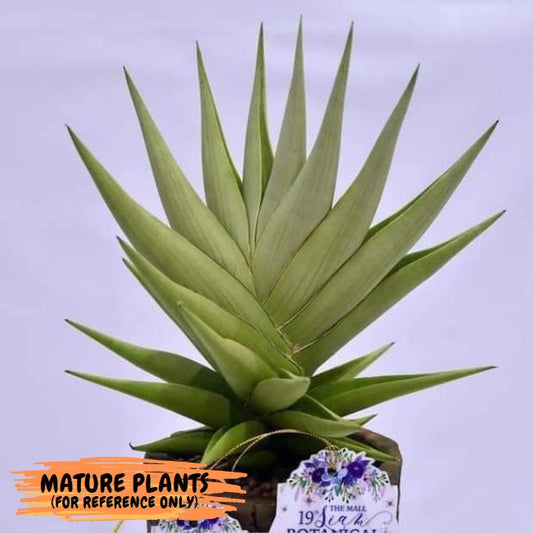 Sansevieria Chanin (PH2) | Rare Imported House Plants