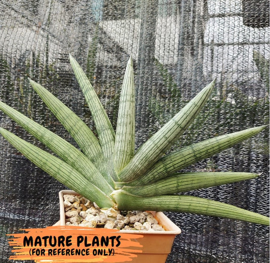 Sansevieria Rookie (#AC7) | Rare Imported House Plants | In 2Inch Planter