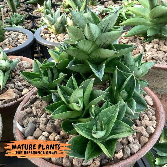 Sansevieria Veera (#AC22) | Rare Imported House Plants | Rare Hybrids