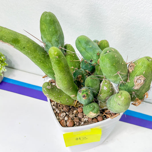 12+ Yrs Old Cereus Bridgesii Monstrose (#1~2) | Penis Cactus | Mango Cactus