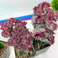 Large Lactea Crested Grafted (#M2) | Imported | Mermaid Fin Plant