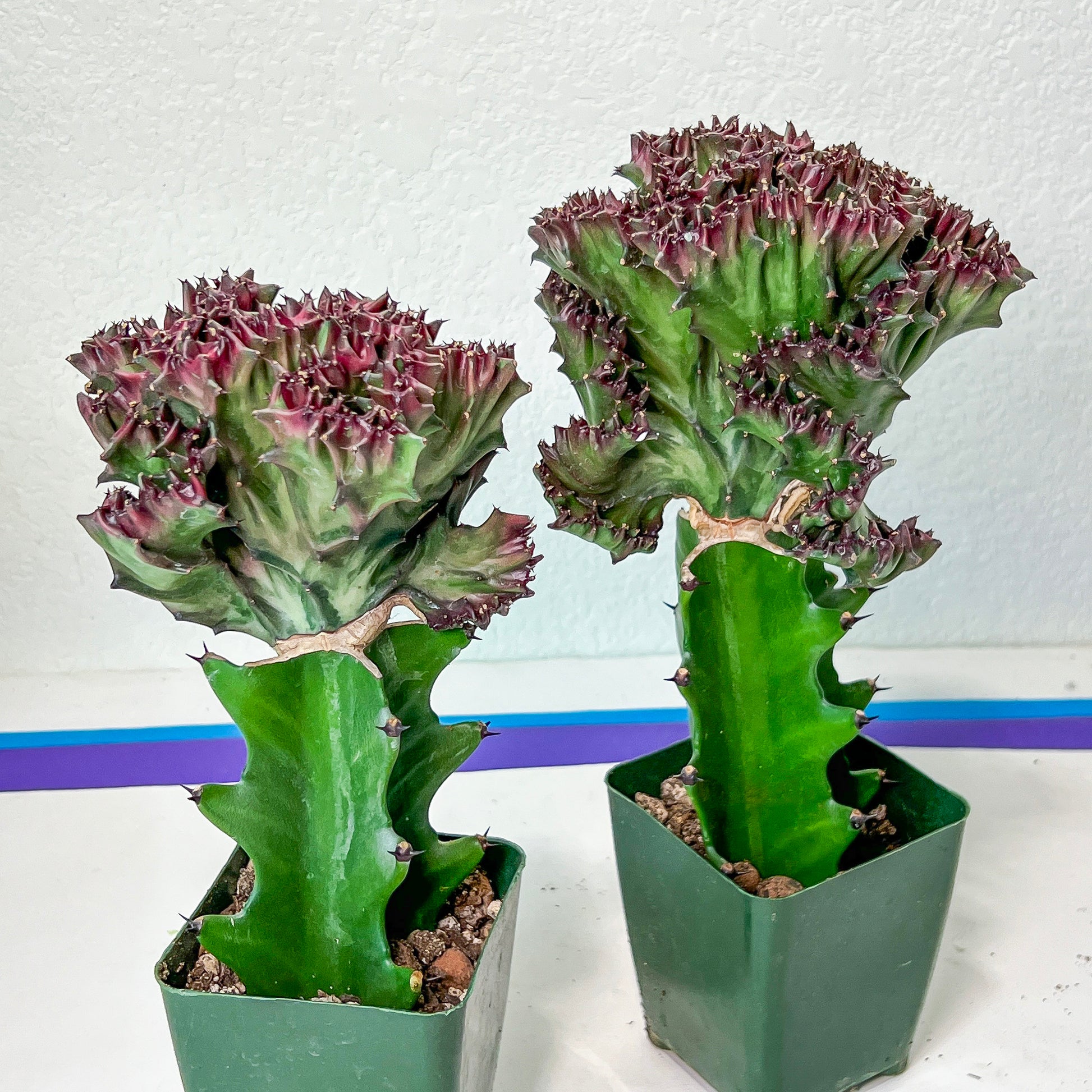 Large Lactea Crested Grafted Purple/Green (#4) | Imported | Mermaid Fin Plant