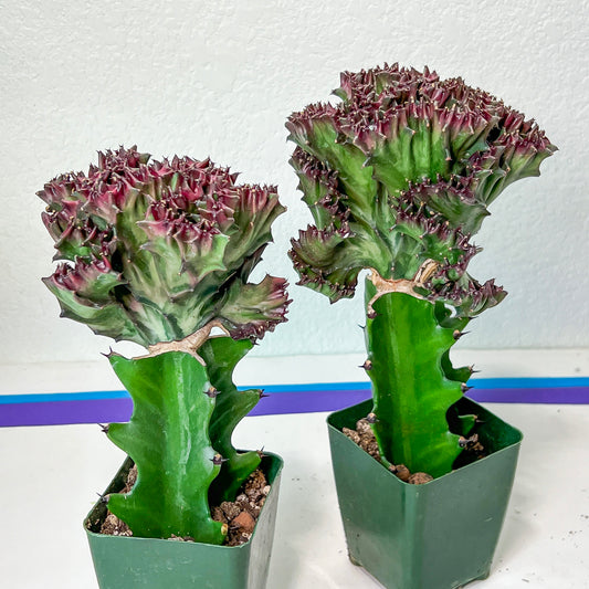 Large Lactea Crested Grafted Purple/Green (#4) | Imported | Mermaid Fin Plant