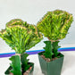Lactea Crested Grafted Mint Color | Imported | Mermaid Fin Plant