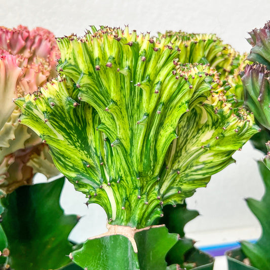 Lactea Crested Grafted Mint Color | Imported | Mermaid Fin Plant