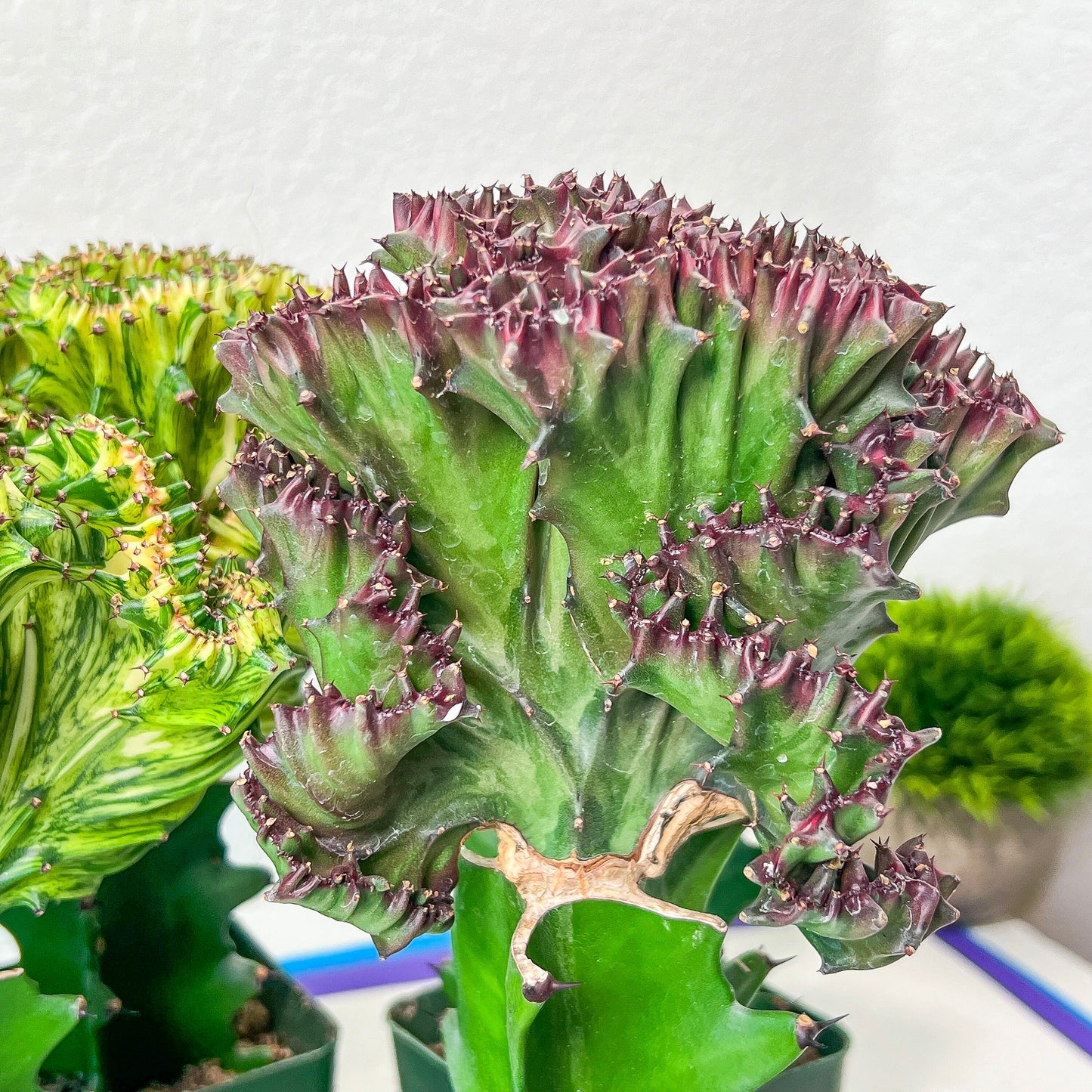 Large Lactea Crested Grafted Purple/Green (#4) | Imported | Mermaid Fin Plant