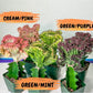Lactea Crested Grafted Mint Color | Imported | Mermaid Fin Plant