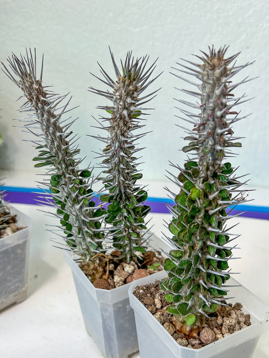Rare Procera Plant (#M21) | Madagascar ocotillo | Rare Imported