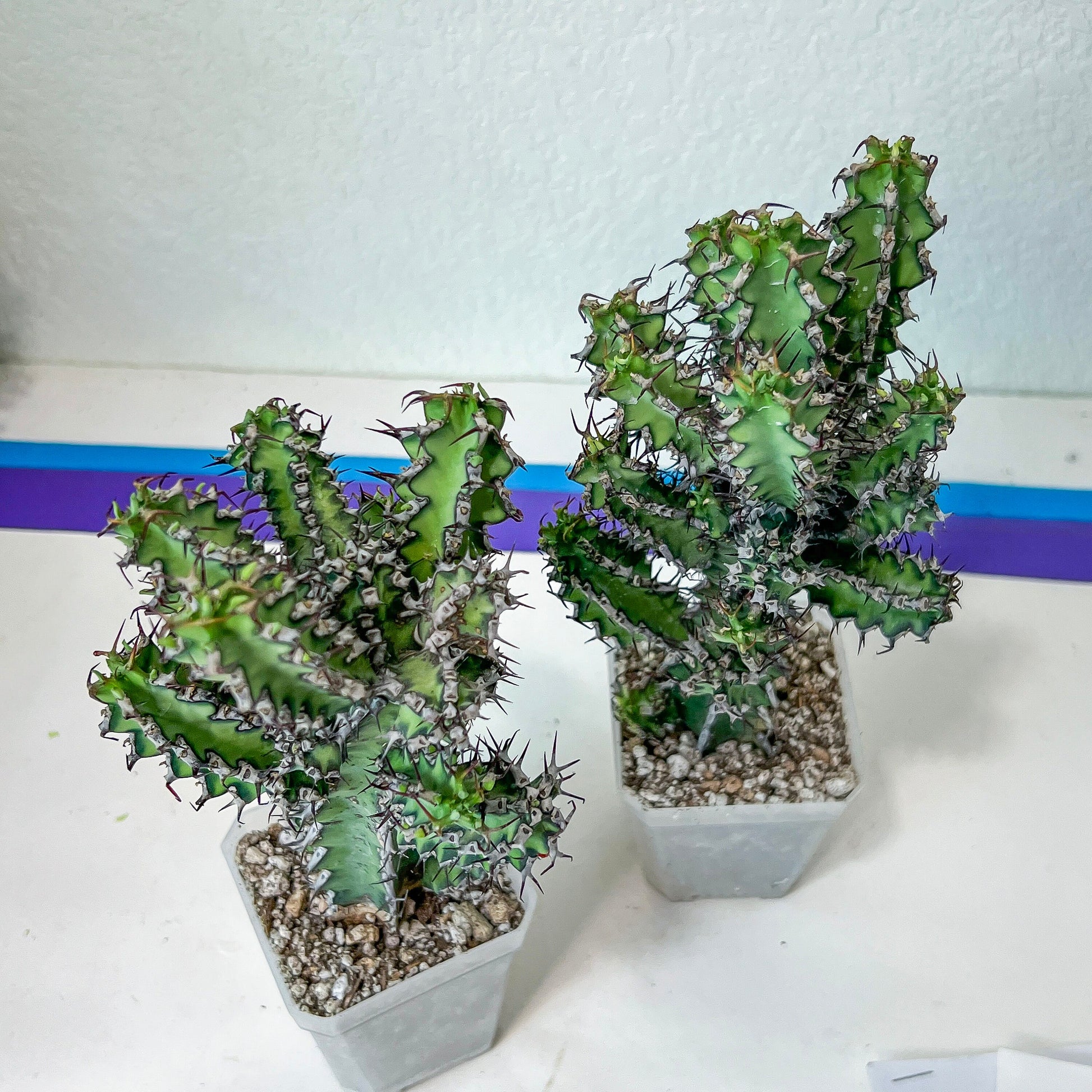 Cactus Petraea S.Carter (#M2) | Succulent Cactus | Beautiful Plant | Imported