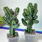 Cactus Petraea S.Carter (#M2) | Succulent Cactus | Beautiful Plant | Imported