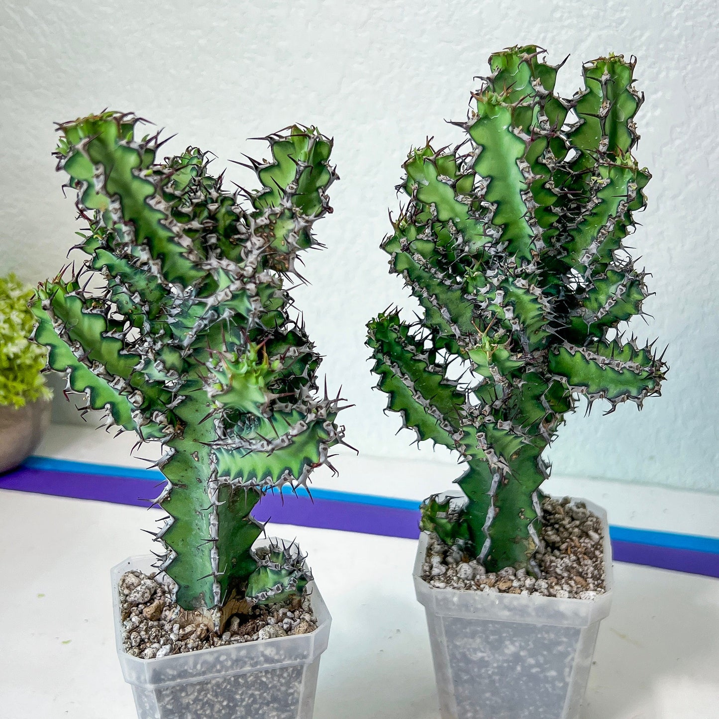 Cactus Petraea S.Carter (#M2) | Succulent Cactus | Beautiful Plant | Imported
