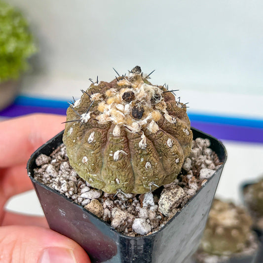 Mini Copiapoa Hypogea Lizard Skin Cactus (#M22) | Imported | In 2 Inch Planter