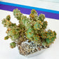 Large Tephrocactus Molinensis (#M10~12) | Rare Succulents | 4 Inch Planter