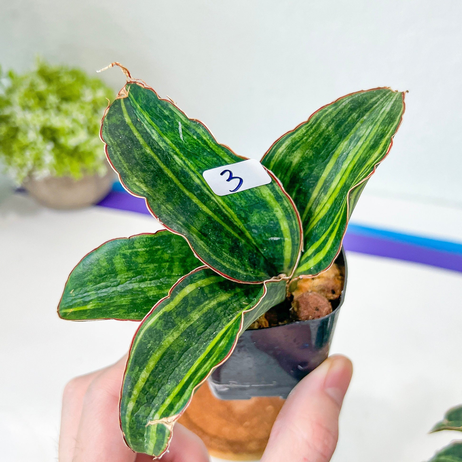 Sansevieria Macrophylla Variegated (#H22) | Air Purifier Plants | Easy Care Plants