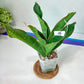 Sansevieria Black Rose (#H1~4) | Rare Imported House Plants | In 2.5Inch Planter