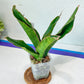 Sansevieria Black Rose (#H1~4) | Rare Imported House Plants | In 2.5Inch Planter