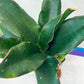Sansevieria Black Rose Large (#H1~4) | Rare Imported | In 4Inch Planter