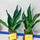 Sansevieria Black Rose Large (#H1~4) | Rare Imported | In 4Inch Planter