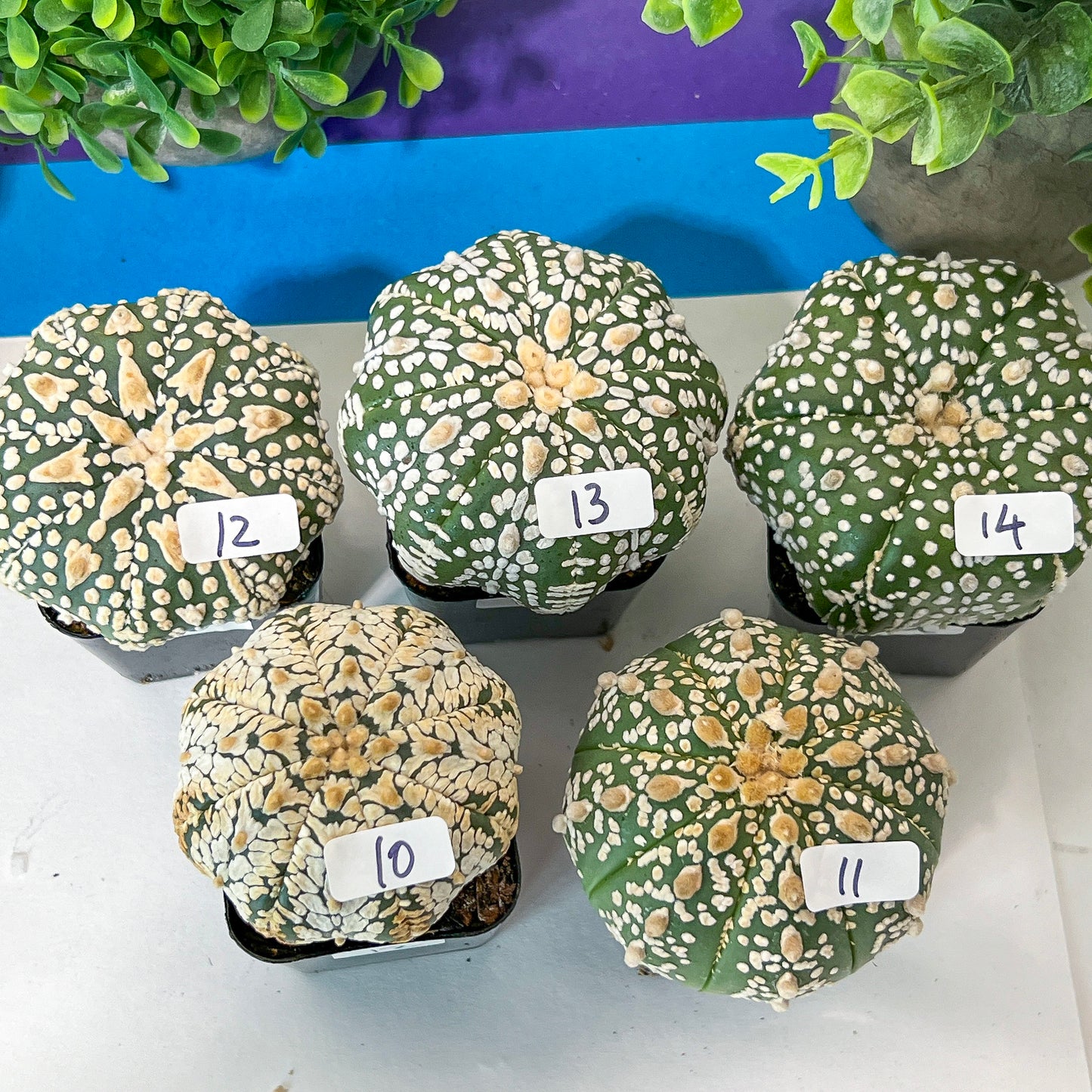 Cactus Astro SUPERKABUTO (#Ti1~14) | Rare From Japan | succulent | 2.5~3.1+ Inch