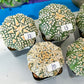 Cactus Astro SUPERKABUTO (#Ti1~14) | Rare From Japan | succulent | 2.5~3.1+ Inch