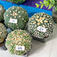 Cactus Astro SUPERKABUTO (#Ti15~27) | Rare From Japan | succulent | 2.5~3.1+ Inch