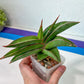 Sansevieria Robusta Blue (#H23) | Imported Plants | Rare Hybrid Species