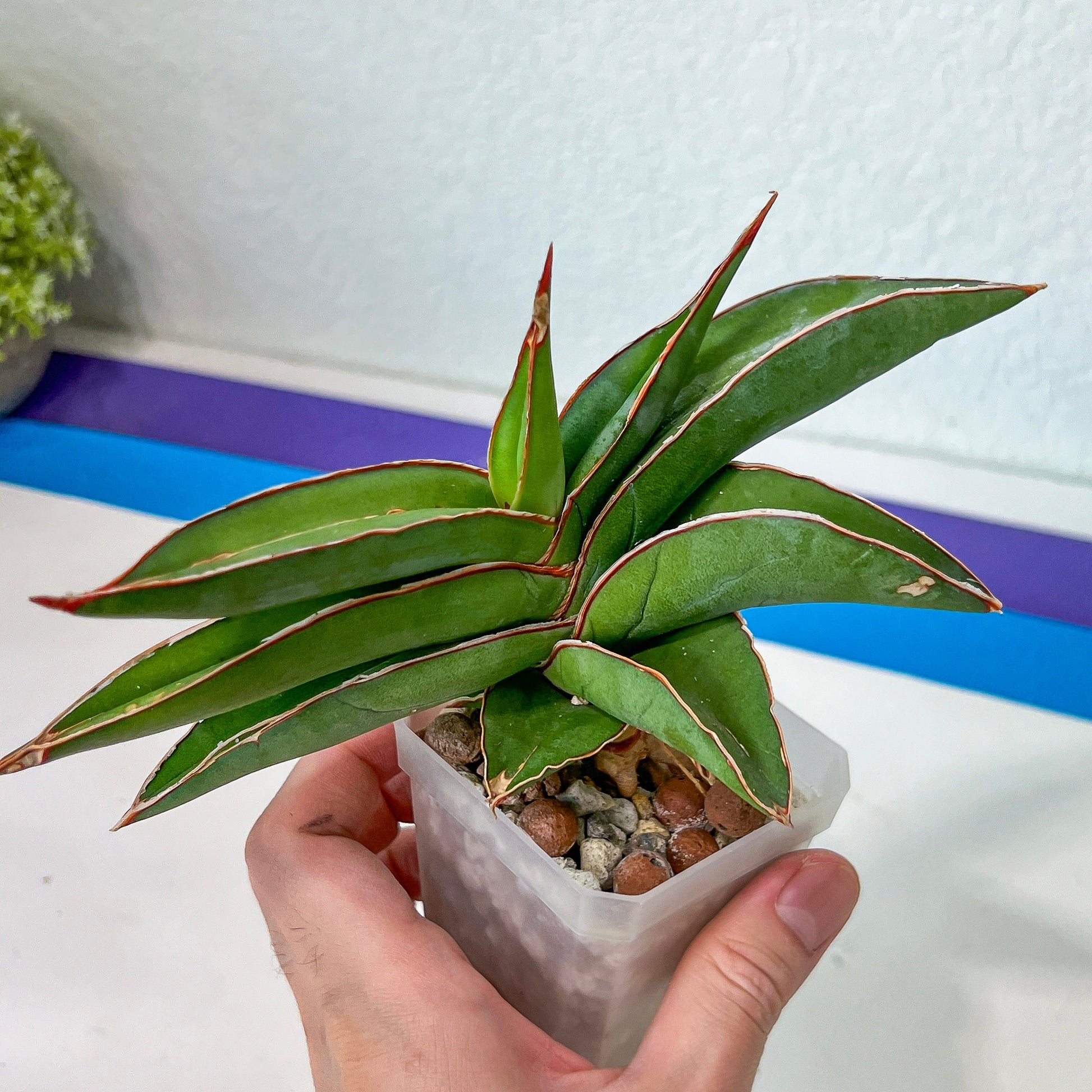 Sansevieria Robusta Blue (#H23) | Imported Plants | Rare Hybrid Species