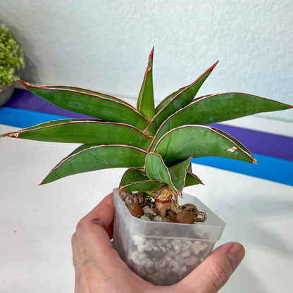 Sansevieria Robusta Blue (#H23) | Imported Plants | Rare Hybrid Species
