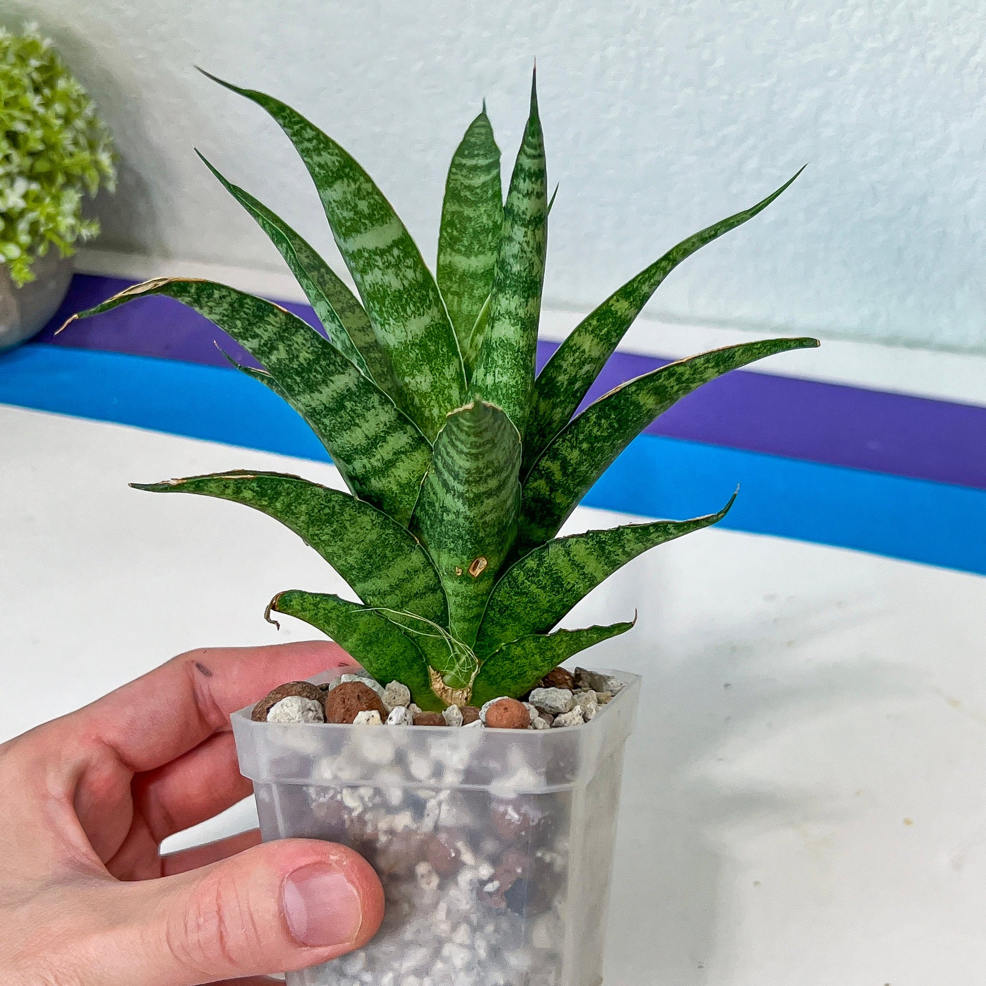 Sansevieria Crocodile Rock (#H1) | Indoor Snake Plants | Rare Snake Plant