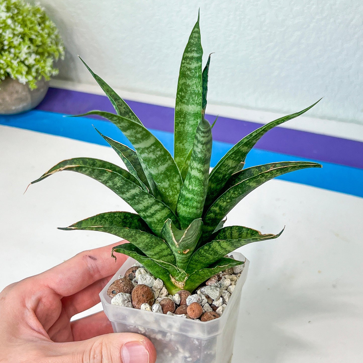 Sansevieria Crocodile Rock (#H1) | Indoor Snake Plants | Rare Snake Plant