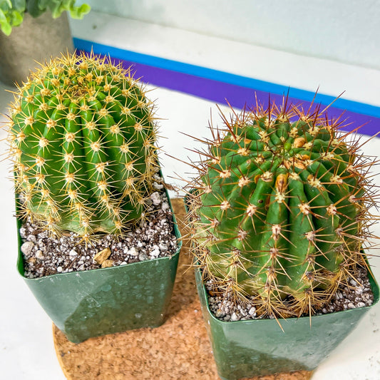 Trichocereus Grandiflorus Hybrid | Easy Care Cactus | 2.8Inch Planter