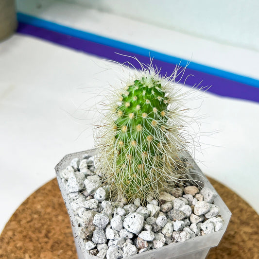 Echino longisetus subs (#P22) | Fluffy white hair Cactus | Hairy Cactus | 2.5 Inch Planter