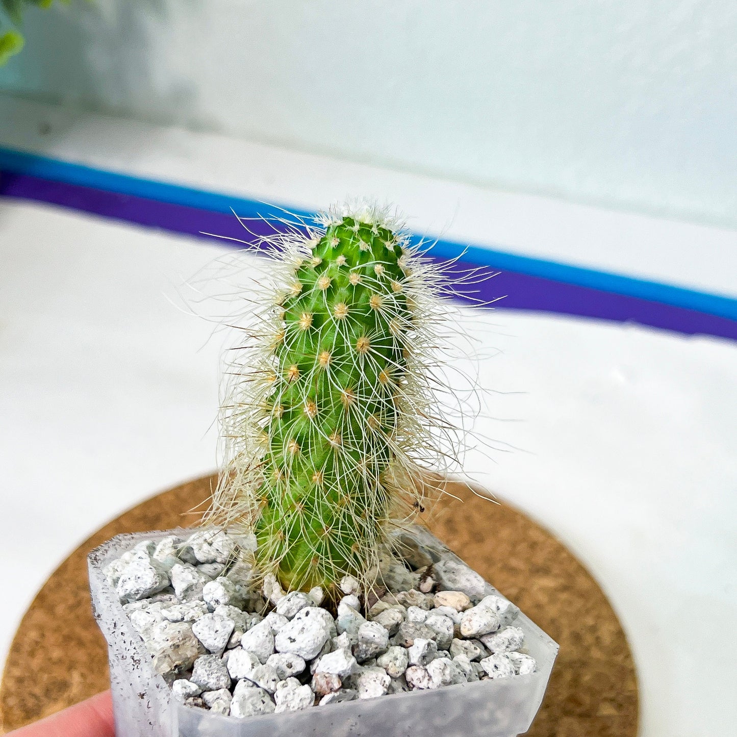 Echino longisetus subs (#P22) | Fluffy white hair Cactus | Hairy Cactus | 2.5 Inch Planter