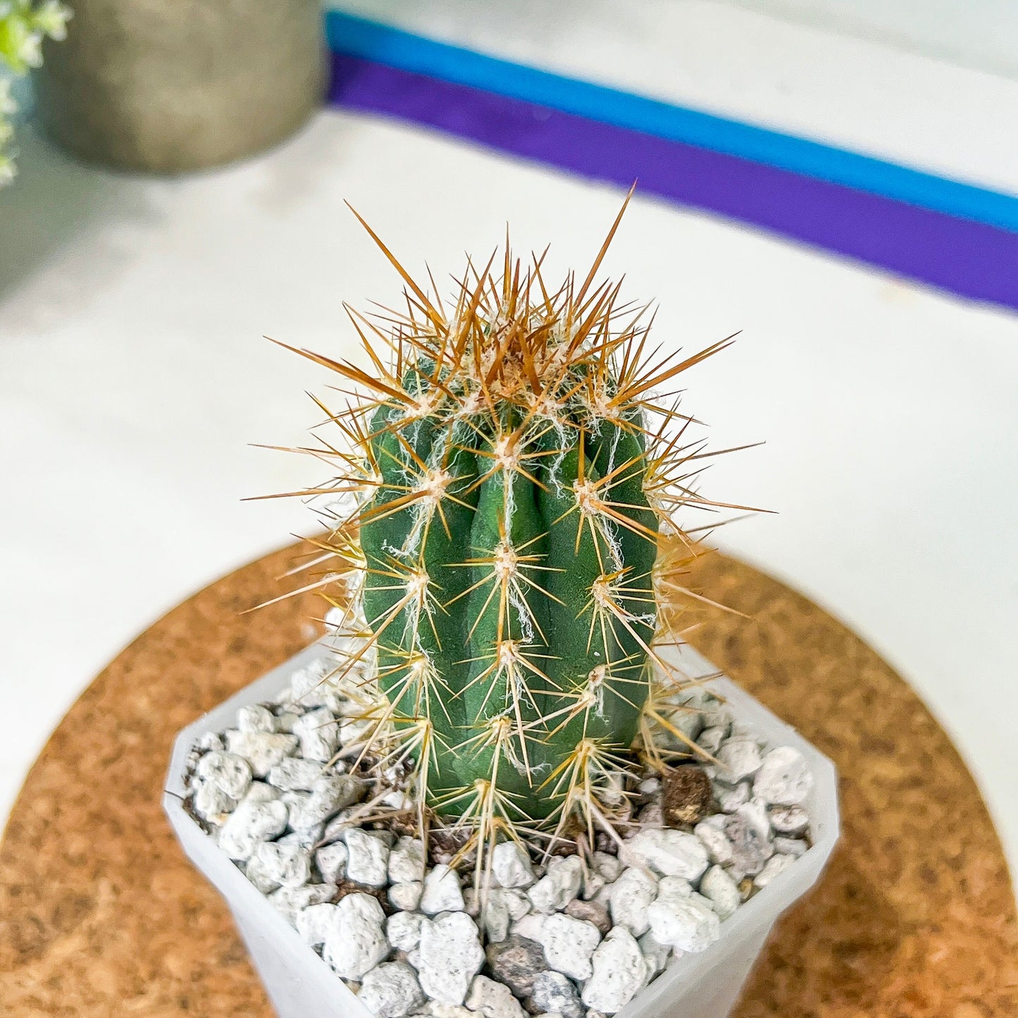 Xique Xique Gounellei Cactus(#P22) | Fluffy white hair Cactus | Hairy Cactus | 2.5 Inch Planter