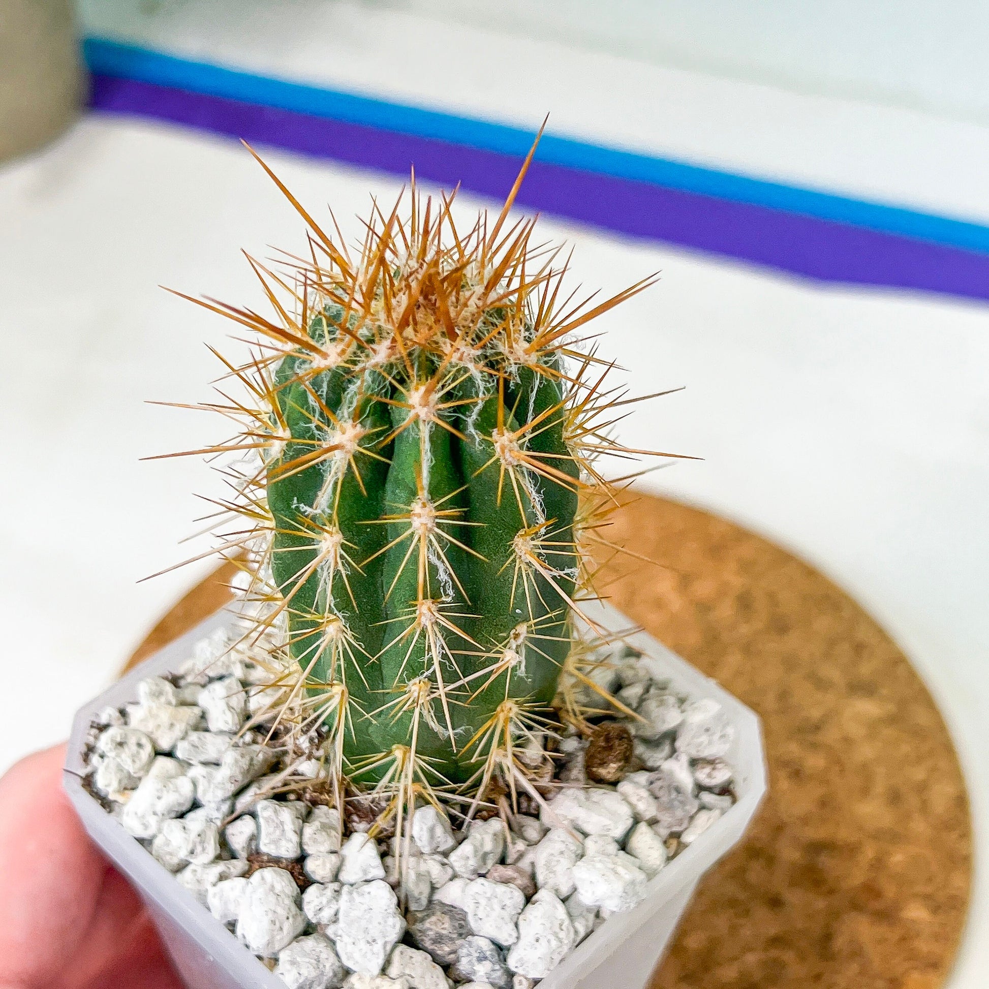 Xique Xique Gounellei Cactus(#P22) | Fluffy white hair Cactus | Hairy Cactus | 2.5 Inch Planter