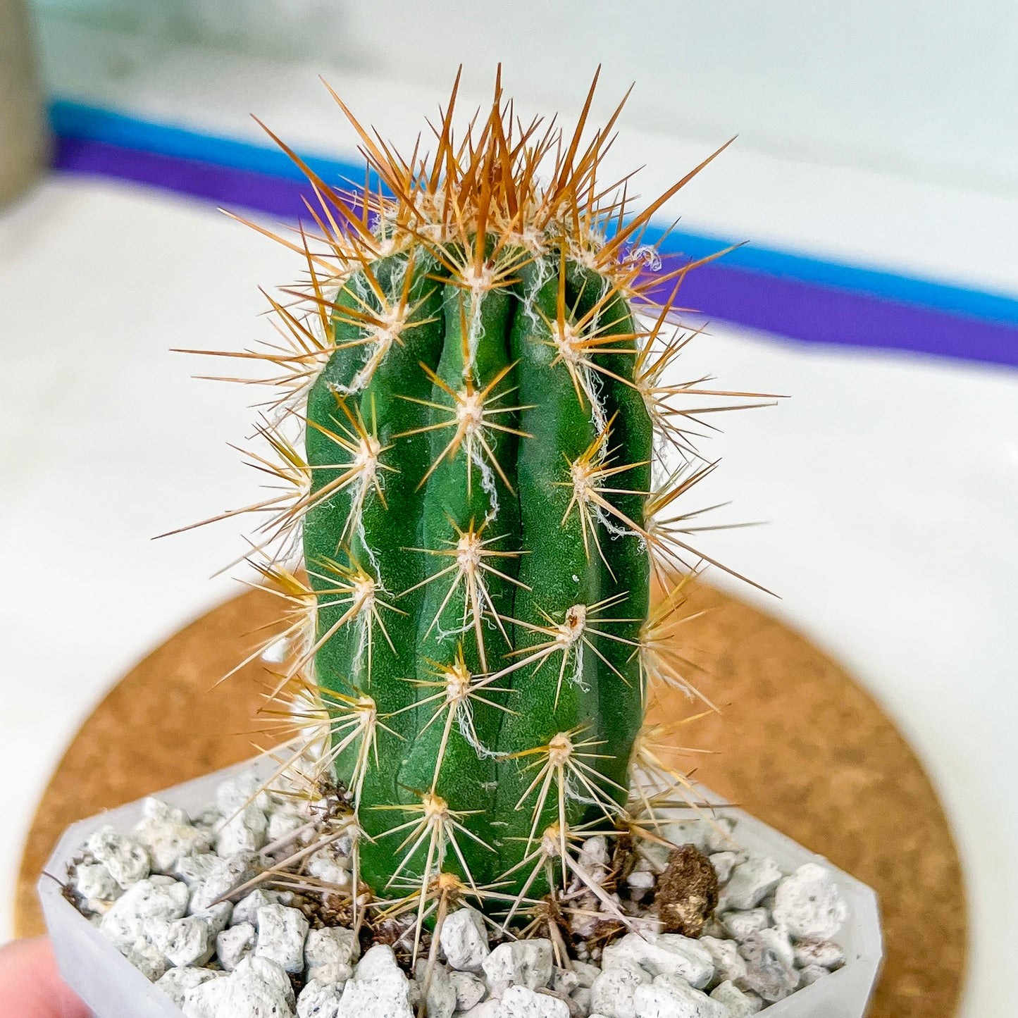 Xique Xique Gounellei Cactus(#P22) | Fluffy white hair Cactus | Hairy Cactus | 2.5 Inch Planter