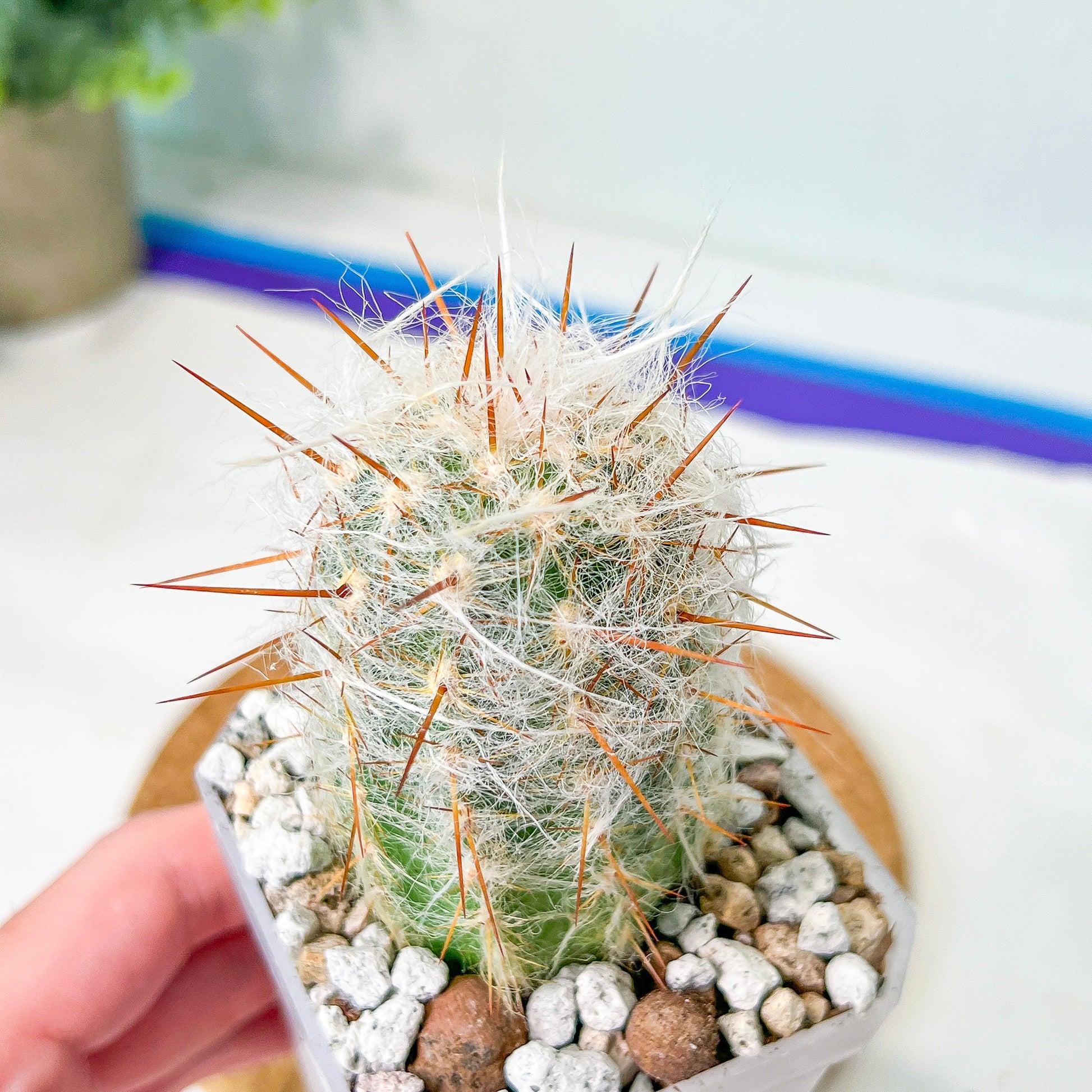 Oreocereus Trollii (#P24) | Fluffy white hair Cactus | Hairy Cactus | 2.5 Inch Planter