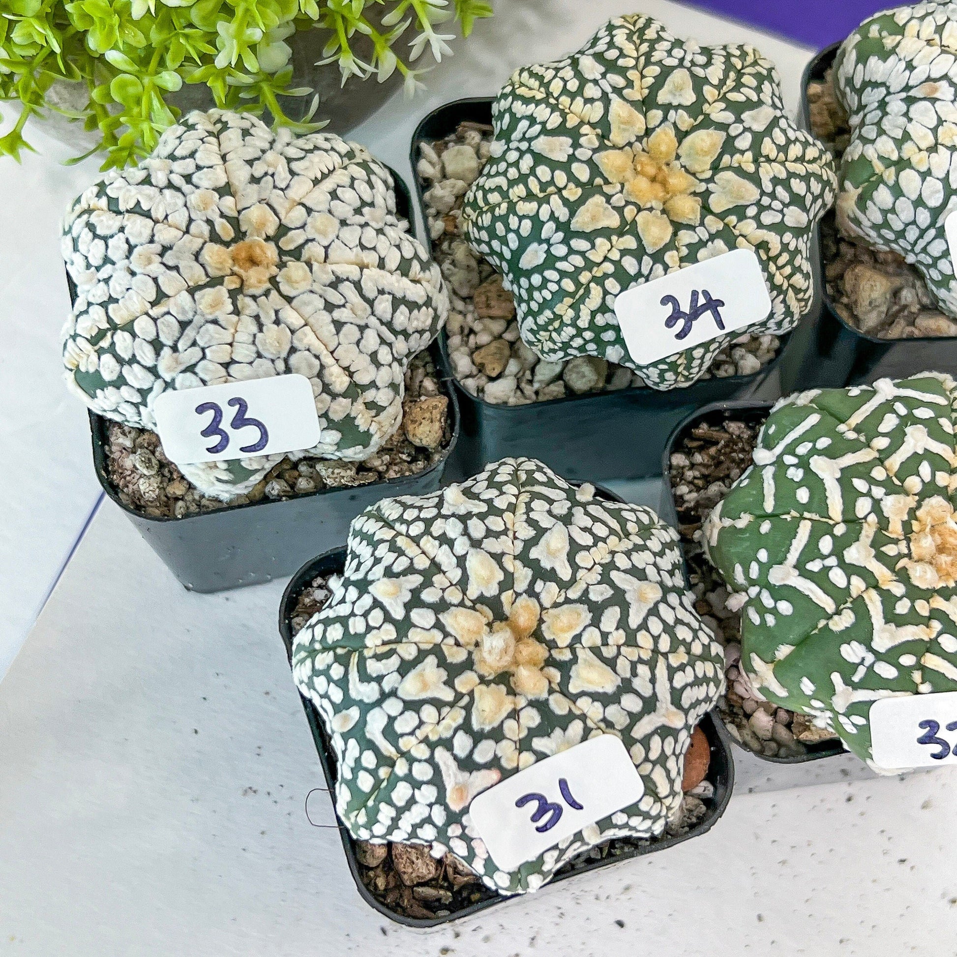 V-type Cactus Astro (#TD31~45) | Rare From Japan | Myriostigma succulent| In 2Inch Planter