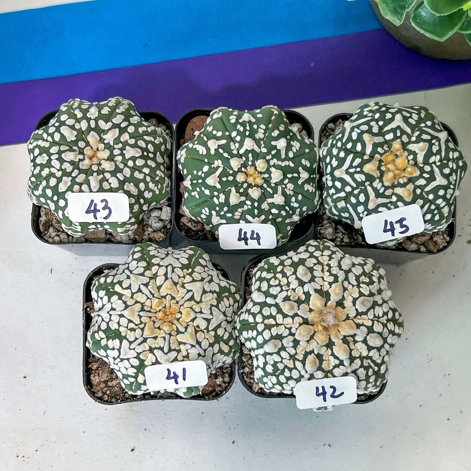 V-type Cactus Astro (#TD31~45) | Rare From Japan | Myriostigma succulent| In 2Inch Planter