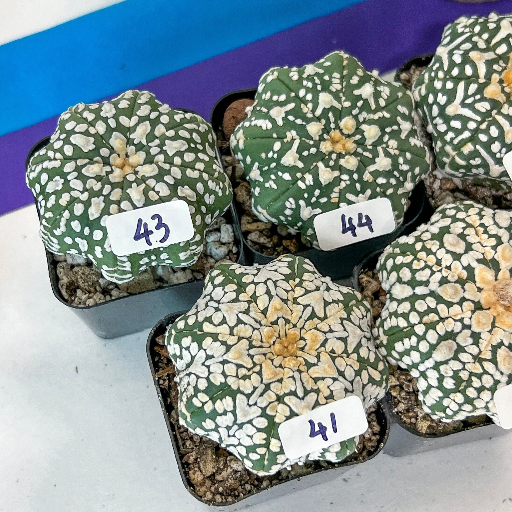 V-type Cactus Astro (#TD31~45) | Rare From Japan | Myriostigma succulent| In 2Inch Planter