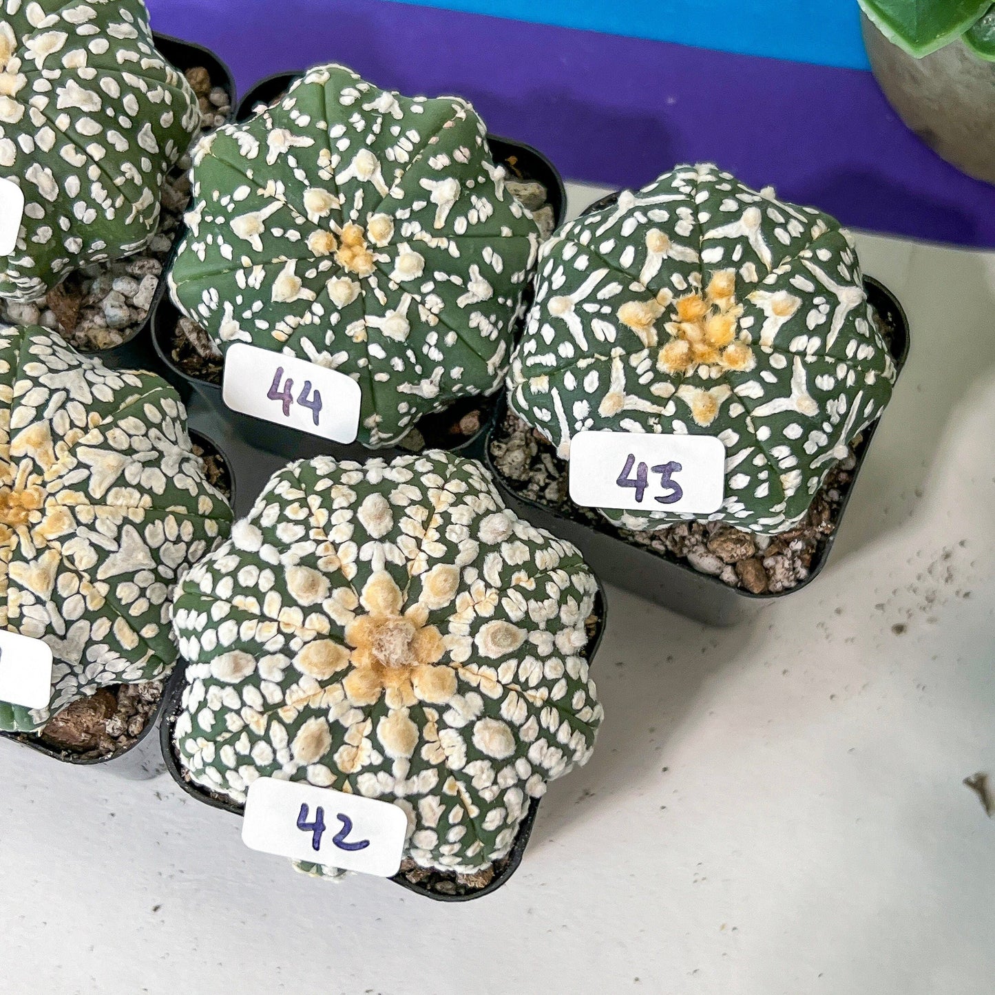 V-type Cactus Astro (#TD31~45) | Rare From Japan | Myriostigma succulent| In 2Inch Planter