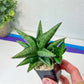 Sansevieria Penguin (#AC5) | Imported Hybrids | 2" Pots