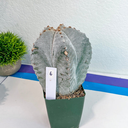 Large Astro Cactus White Kabuto (#XL6) | Very Rare From Japan | Myriostigma Cactus | Echeveria