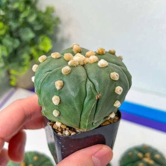 Rare Astrophytum-5 Ribs | Very Rare From Japan | succulent Cactus | In 2Inch planter