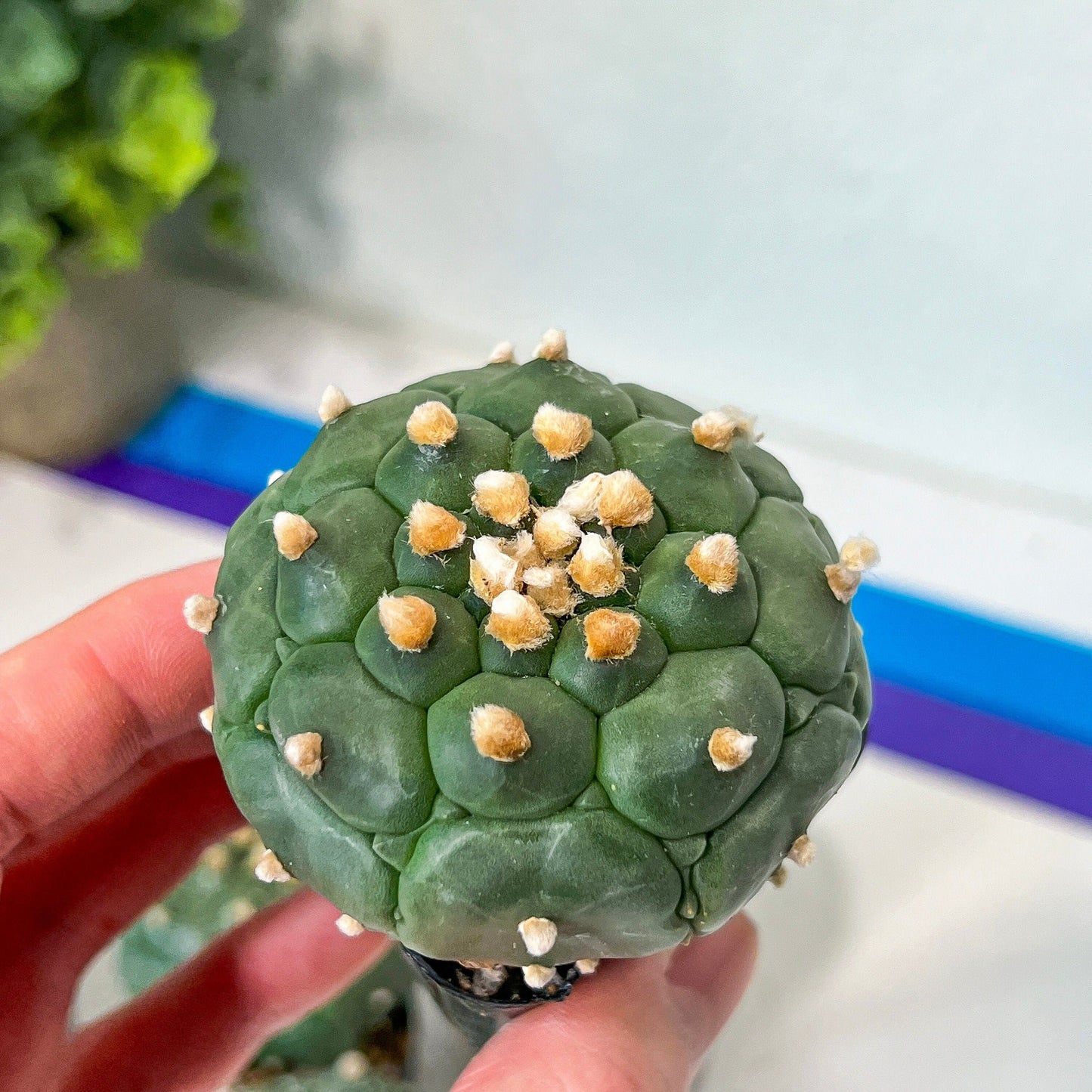 Kikko Astrophytum Cactus | Very Rare From Japan | succulent | In 2Inch planter