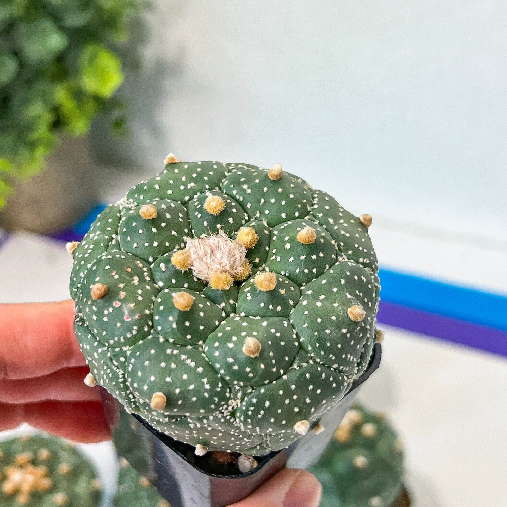 Kikko Astrophytum Cactus | Very Rare From Japan | succulent | In 2Inch planter