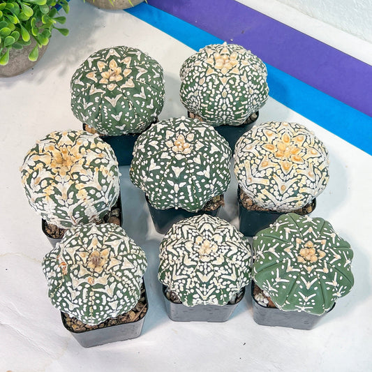 V-type Astro Cactus (#Tc17~32) | Very Rare From Japan | succulent | 2.4+ Inch