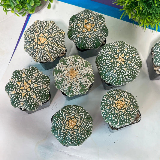 V-type Astro Cactus (#Ta1~16) | Very Rare From Japan | succulent Cactus | 2.3~2.7+ Inch