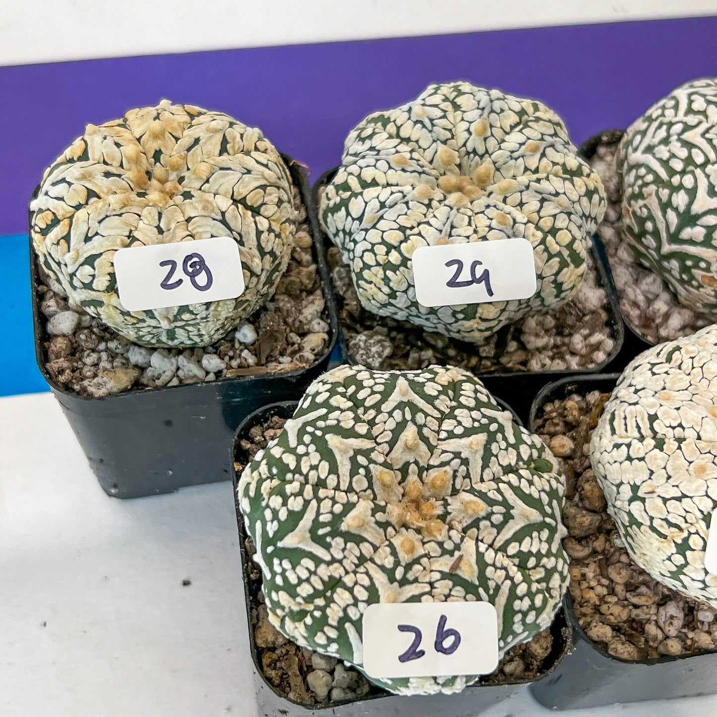 V-type Cactus Astro (#TD16~30) | Rare From Japan | succulent Cactus | In 2Inch Planter